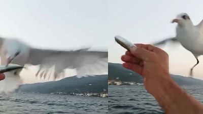 Denizde Sıradışı Dostluk ! Su Samurundan Sonra Martıyı da Besledi