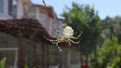 Dünyanın En Zehirli Böceği Ayvalık'ı Bırakmıyor ! Yetkililer Hemen Devreye Girdi