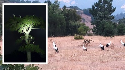 Göç Yolculuğu Yapan Leylekler Balıkesir'de