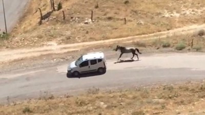 Görüntüler Pes Dedirtti ! Atı Aracın Arkasına Bağladı