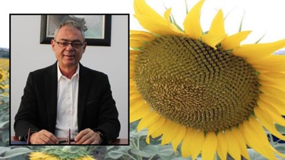 İklim Değişikliği Balıkesir'deki Ayçiçeğini Etkiledi