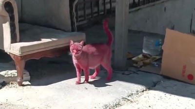 Kediyi Pembeye Boyayıp Sokağa Saldılar