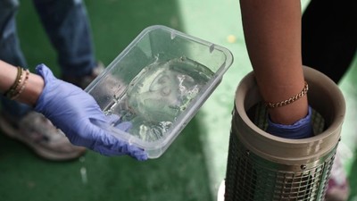 Marmara Denizi'nin Yeni Tehlikesi İstilacı Medüzler