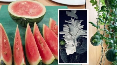 Rus Bilim Adamları Antarktika’da Karpuz Yetiştirdi