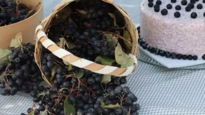 Süper Meyve Aronyanın İlk Hasadı Başladı