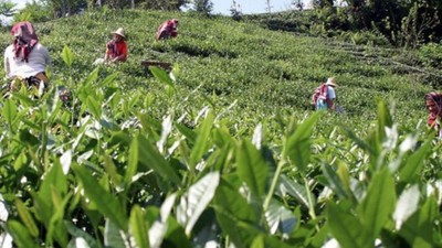 Türk Çayı 7 Ayda Milyon Dolar Kazandırdı