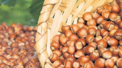 Üreticiler Fındık Hasadına Başladı