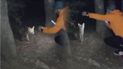 Yanına Gelen Tilkiye Köfte İkram Etti