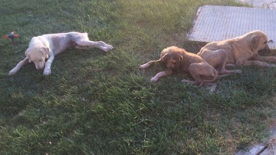 Balıkesir'de Hayvanseverler Sokak Köpeklerine Yuva Arıyor