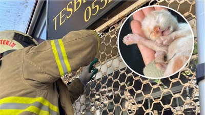 Yeni Doğan Kedi Kepenke Sıkıştı