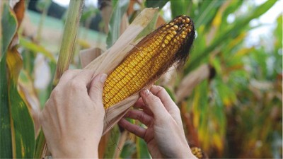 Mısır alım fiyatı belli oldu! İşte Üreticinin Merak Ettiği Fiyat