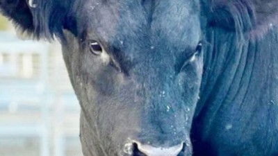 1 Tona Yakın Boğa Lüks Araba Fiyatına Satıldı