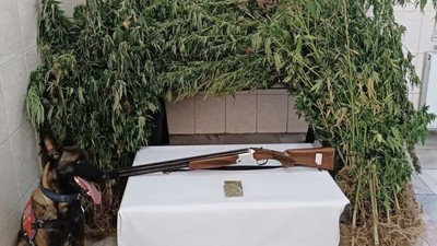 Bahçede Yetiştirilen Uyuşturucuyu Havadan Gördüler!
