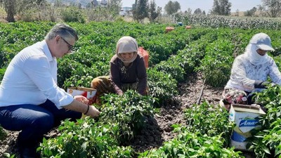 Balıkesir Biberi Sofrayla Buluşuyor