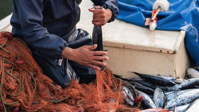 Balıkesir'de Bu Sezon Hangi Balıklar Olacak ?