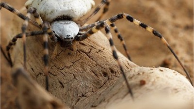 Balıkesir'de Görüldü: Korkunç Örümceğin Sır Perdesi!