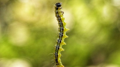 Bu Larva Paraziti Ormanlarımızı Kurtaracak