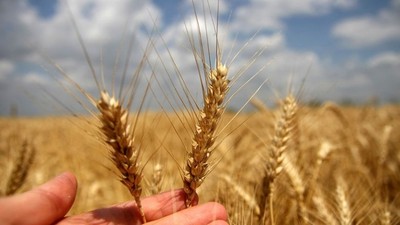 Çiftçiye Müjde ! Toprak Mahsulleri Ofisi Alıma Başladı