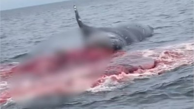 Devasa Balina Bomba Gibi Patladı