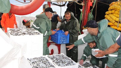 Güney Marmara'da Balık Bolluğu