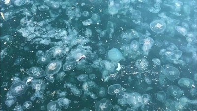 Güney Marmara'da Denizanası İstilası
