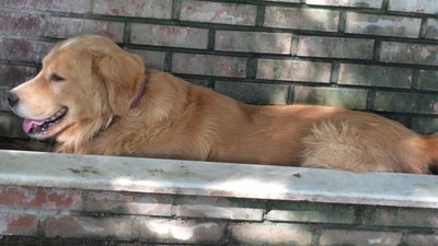 Köpeklerin Sıcakla Başa Çıkma Mücadelesi Şaşırttı