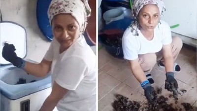 Midyeci Kadının İtirafı Gündem Oldu ! Görenler Bir Daha Yemem Diyor