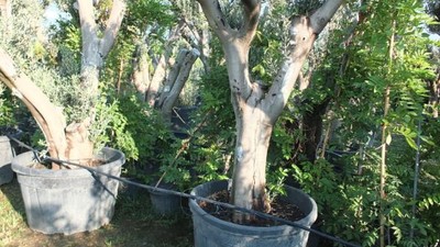Saksıda Zeytin Ağacına Yoğun İlgi