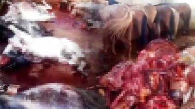 Skandal Görüntüler ! Kesilmiş 12 Eşek Ele Geçti