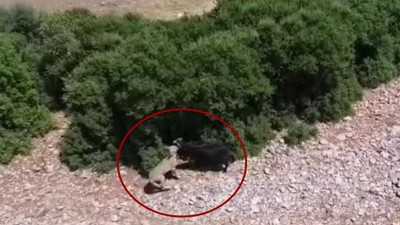 Teknolojik Çoban Sürüye Saldıran Kurdu Dronla Adım Adım Takip Etti