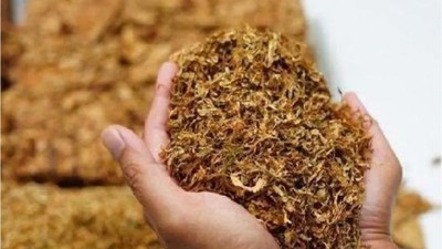Tütün Fiyatları Neden Yükseldi ?