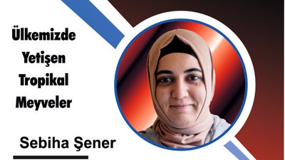Ülkemizde Yetişen Tropikal Meyveler
