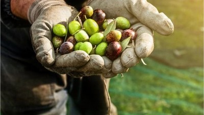Balıkesir'de En İyi Yetişen Ürünler