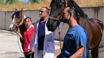 Türkiye'nin İlk Tüp Tayları BAÜN'de Dünyaya Gelecek!