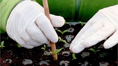 Balıkesir'de Çiçekçilik Üretimi