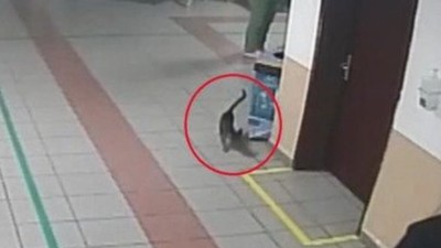 Diyaframı Yırtılan Kedi Hayvan Hastanesine Gitti