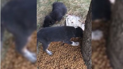 Yaramaz Yavru Köpek Darbeli Matkapla Çıktı