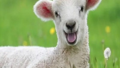 Rekor Kırıldı 20 Kuzu Çiftçi Kadınlara Ulaştı!