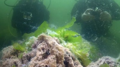 Marmara Denizi'nde Oksijen Bitiyor