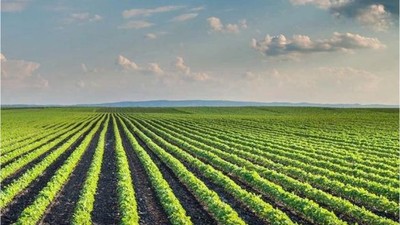 Balıkesir Bandırma'da 6.592 m² tarım arazisi mahkemeden satılık