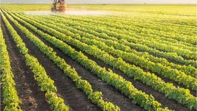 Muğla'da Tarla Satışa Çıkıyor