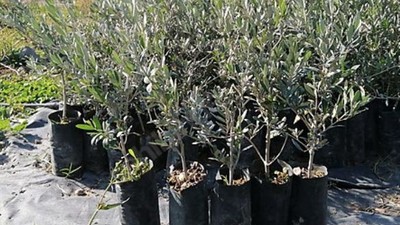 Edremit’ten, Çanakkale'ye 250 Fidan