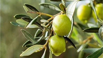 18. Ayvalık Uluslararası Zeytin Festivali Başlıyor