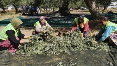 Balıkesir'de Yeni Hedef: 30 Ton Yağ Üretimi