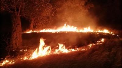 Balıkesir'de Zeytinlik Yangını Hızla Büyüdü