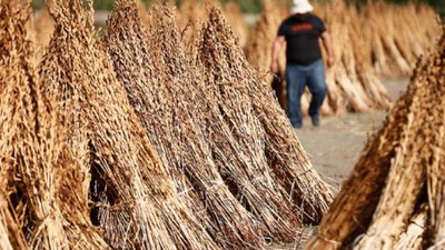 Balıkesirli Usta Tarlasını Boş Bırakmıyor: Bakın Ne Ekiyor !