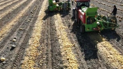 Duyanlar Şaşırıyor! Sarı Altının Tarladaki Kilosu Belli Oldu