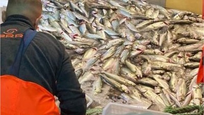 Erdek'te 10 bin lüfer balığı ağlara takıldı
