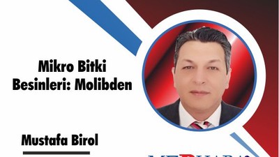 Mikro Bitki Besinleri: Molibden