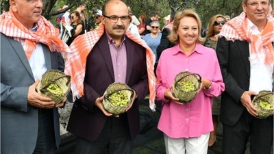18. Ayvalık Uluslararası Zeytin Hasat Turizm Festivali'nde geleneksel zeytin hasadı yapıldı